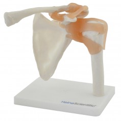 Articulation Anatomique de l'Épaule avec Ligaments