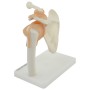 Articulation Anatomique de l'Épaule avec Ligaments