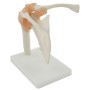 Articulation Anatomique de l'Épaule avec Ligaments