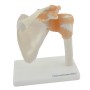 Articulation Anatomique de l'Épaule avec Ligaments