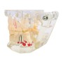 Modèle Transparent de la Mâchoire avec Dents Adultes