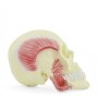 Crâne avec muscles masticateurs