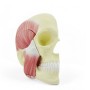 Crâne avec muscles masticateurs