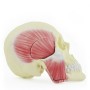 Crâne avec muscles masticateurs