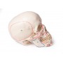 Crâne humain, 3 pièces, avec insertions musculaires