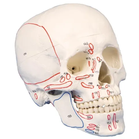 Crâne humain, 3 pièces, avec insertions musculaires