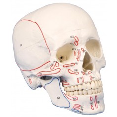 Crâne humain, 3 pièces, avec insertions musculaires
