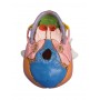 Crane d´une foetus 38ième semaine, type didactique