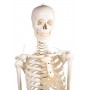 Squelette humain Hugo Erler Zimmer