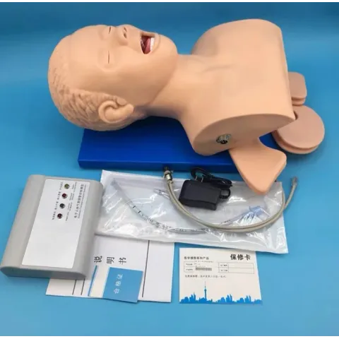 Mannequin  d'Étude d'Intubation PVC avec Dents