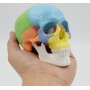 Modèle anatomique miniature de crâne