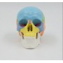 Modèle anatomique miniature de crâne