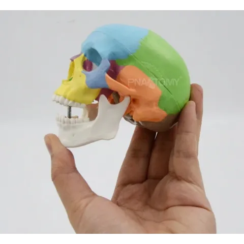 Modèle anatomique miniature de crâne