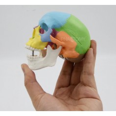 Modèle anatomique miniature de crâne