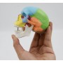 Modèle anatomique miniature de crâne