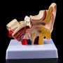 Maquette anatomique de l'oreille humaine