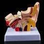 Maquette anatomique de l'oreille humaine