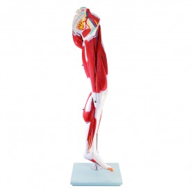 Modèle de musculature de jambe
