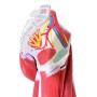 Modèle de musculature de jambe