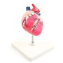 Modèle anatomique de cœur