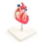 Modèle anatomique de cœur