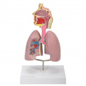 Modèle des voies respiratoires