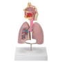 Modèle des voies respiratoires