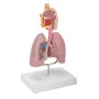 Modèle des voies respiratoires
