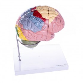 Modèle de cerveau, 4 parties
