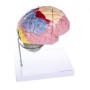 Modèle de cerveau, 4 parties