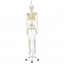 Squelette stan sur pied d'accrochage métallique avec 5 roulettes