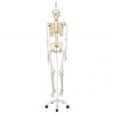 Squelette Stan sur pied d'accrochage métallique avec 5 roulettes