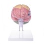 Modèle de cerveau, 4 parties