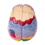 Modèle de cerveau, 4 parties