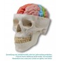 Modèle du cerveau, 5 parties de grandeur naturelle avec régions et fonctions