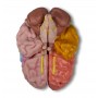 Modèle du cerveau, 5 parties de grandeur naturelle avec régions et fonctions