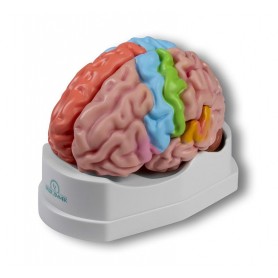 Modèle du cerveau, 5 parties de grandeur naturelle avec régions et fonctions