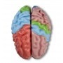 Modèle du cerveau, 5 parties de grandeur naturelle avec régions et fonctions