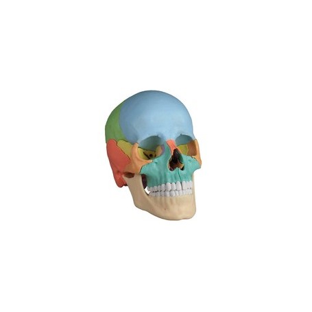 Crâne humain couleur 22 pièces Erler Zimmer