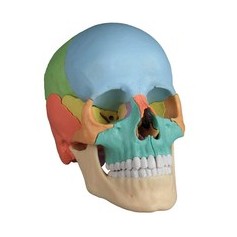 Crâne humain aimanté version didactique en 22 pièces Erler zimmer