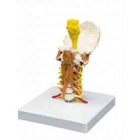 Colonne cervicale avec musculature du cou
