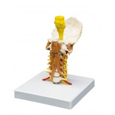Colonne cervicale avec musculature du cou