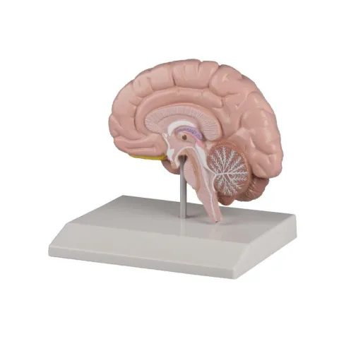 Hémisphère cérébral