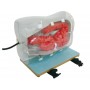 Simulateur pour la coloscopie