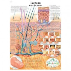 Planche anatomique de la peau