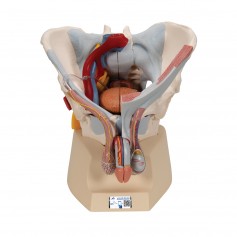 Bassin masculin avec ligaments, vaisseaux, nerfs, plancher pelvien et organes en 7 parties - 3B Smart Anatomy