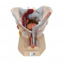 Bassin masculin avec ligaments, vaisseaux, nerfs, plancher pelvien et organes en 7 parties - 3B Smart Anatomy