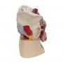 Bassin masculin avec ligaments, vaisseaux, nerfs, plancher pelvien et organes en 7 parties - 3B Smart Anatomy