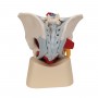 Bassin masculin avec ligaments, vaisseaux, nerfs, plancher pelvien et organes en 7 parties - 3B Smart Anatomy