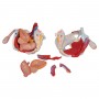 Bassin masculin avec ligaments, vaisseaux, nerfs, plancher pelvien et organes en 7 parties - 3B Smart Anatomy